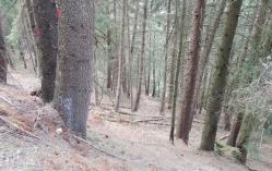 Martellata lotto loc. Piane (Tirano)